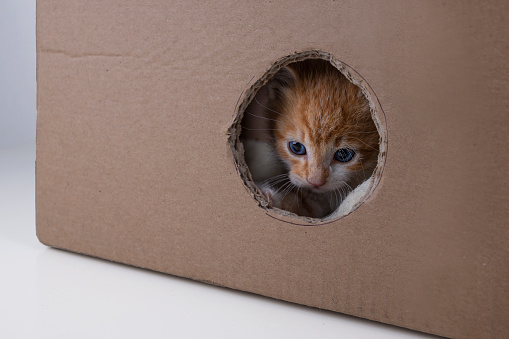 Kitten inside the box