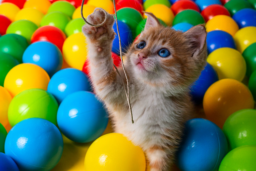 Kitten playing with balls