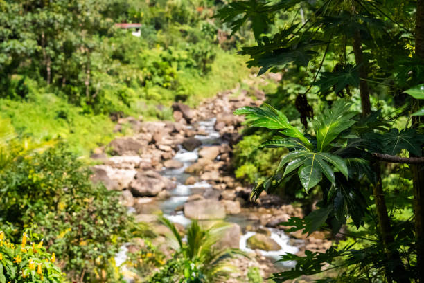 Bathed in the Warm Sunlight of a Sunny Day,the Fresh Leaves of the Tree Sway Gently by the Stream in the Forest,their Vibrant Green Hues Casting Dappled Shadows Upon the Tranquil Waters,Creating a Serene and Enchanting Scene that Embodies the Essence of Natural Beauty.