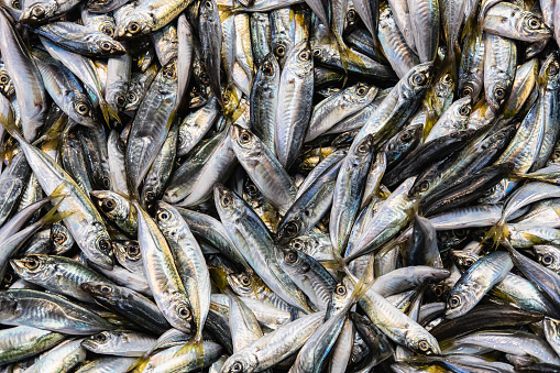 Raw fish on display in market. Pile of sea fishes for sell. Seaside fisherman catch. Raw fish meat, fresh small sardine fish in quantity in fish market