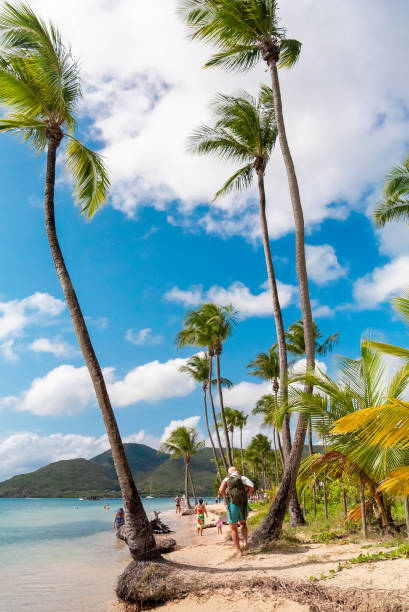 Tourist Stroll Leisurely amidst Towering Palm Trees Lining the Pristine Shores of the Beach,a Scene of Tranquil Serenity and Tropical Charm that Invites Relaxation and Exploration. Man is Enjoying Vacation.