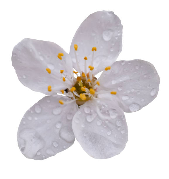 istock Spring Cherry blossoming with rain drops,Isolated Single White sakura flowers 2055007248