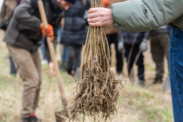 Planting trees. Tree saplings ready to be planted in the beautiful forest. Care for the environment