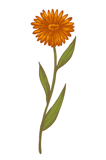 Calendula flower hand drawn with engraved plant on isolated background vector illustration. Botanical vintage sketch of medical cosmetic floret marigold for print, paper, tattoo, label, card. Design element