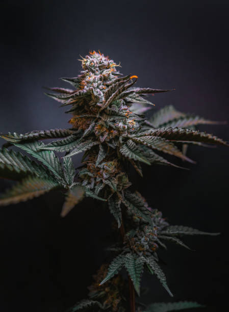 istock Beautiful cannabis big bud on the dark grey background 2055013610