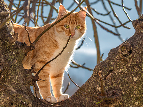 A reddish cat on the branches of a plant