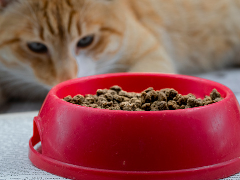 A small bowl of kibble for a ginger cat