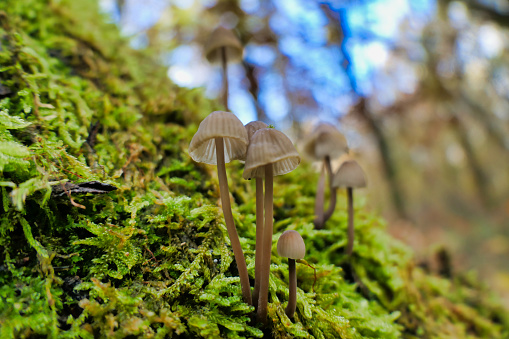 Close up a colony of Mycena galopus (Milking Bonnet) growing through the moss on a tree trunk