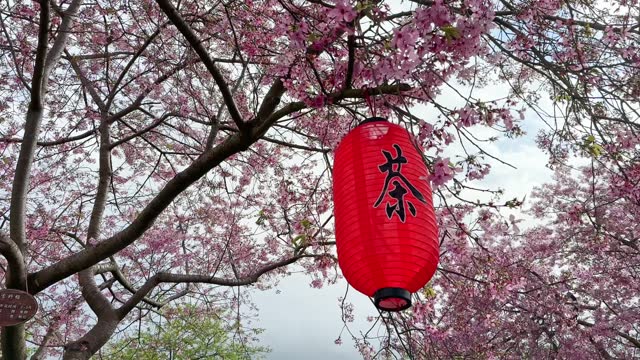 Cherry blossom trees and Chinese lanterns