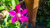 Vibrant pink Clematis flower blooming on plant in natural surroundings.