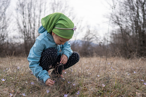 Cute little girl picking flowers while walking in nature on early spring day