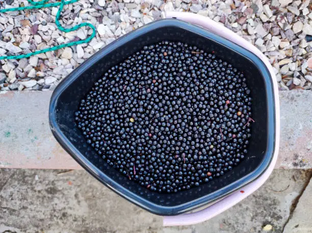 Hand-picked elderberries in a small bucket, fresh and healthy.