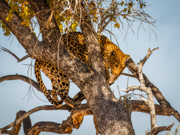 istock Leopard ( Panthera Pardus) in a tree with beautiful sunlight on his face, Etosha National Park, Namibia. 2055022752