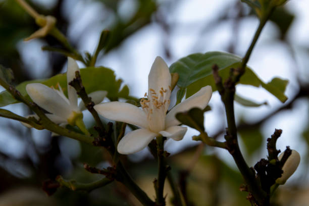 istock nature, park, macro High quality photo 2055022811
