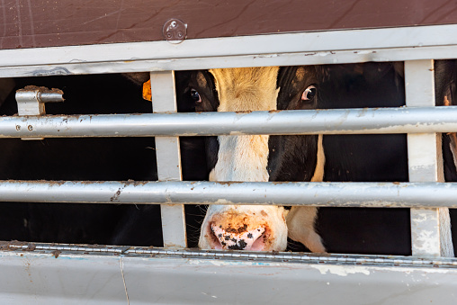 Cow peeking out from behind the bars of the truck where it is transported.