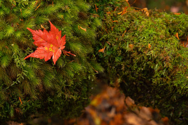 autumn leaves on the moss