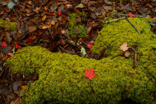 autumn leaves on the moss