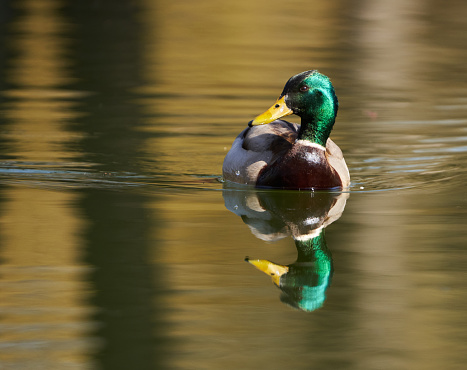 Colorful male mallard duck swimming on a lake in the early spring in a sunny day