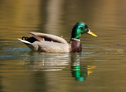 Colorful male mallard duck swimming on a lake in the early spring in a sunny day