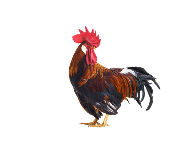 istock red rooster isolated on white background 2055040298