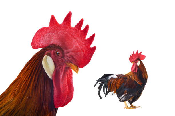 istock red rooster portrait isolated on white background 2055040299