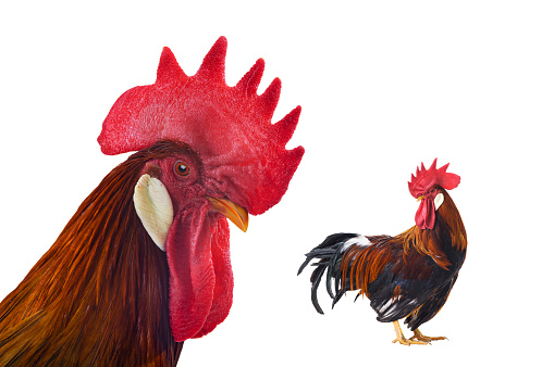 red rooster portrait isolated on a white background