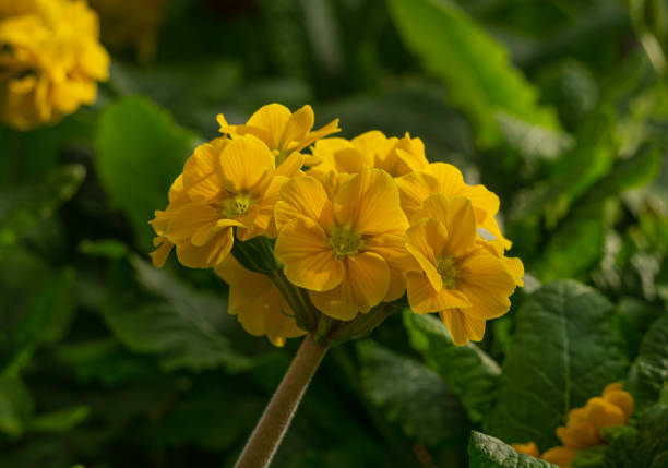 Close up of a cluster of bright multicolored primrose flowers with yellow centers,