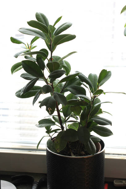 istock A big plant in a pot by a window 2055054593