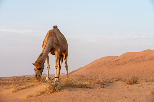 Herd of camels walking on country road against sand dunes in desert landscape. Abu Dhabi, United Arab Emirates