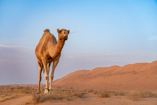 Camels resting during break time at short tourist tour around the beginning of Sahara desert in Douz, Tunisia.