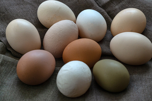 Multi-colored large chicken eggs from domestic chickens