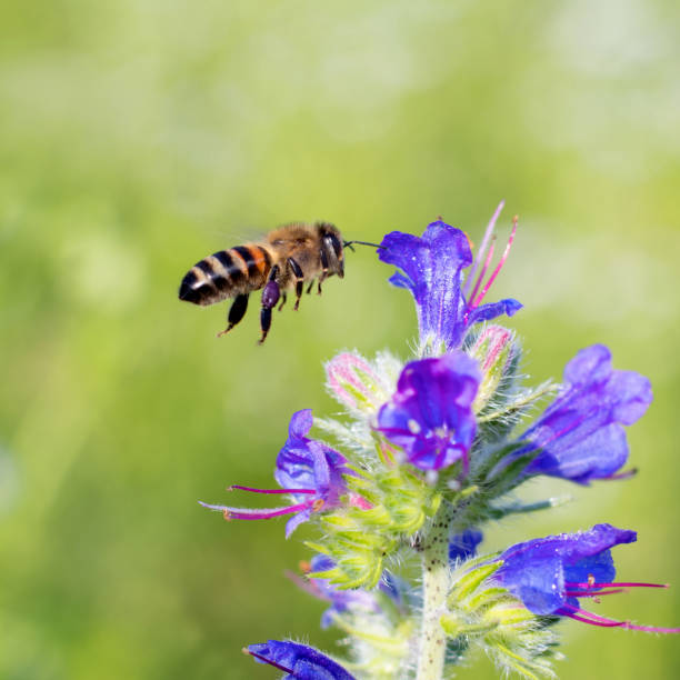 istock the bee flies to the blue flower 2055086840