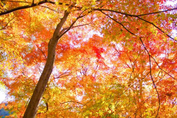 istock [Aichi Prefecture] Around the Aiki Tunnel Group in Kasugai City 2055100499