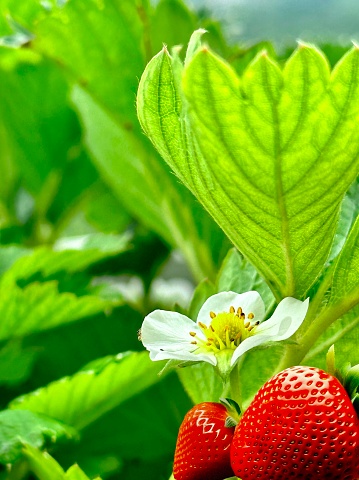 Close up of a freshly White strawberry flower plant in the garden. Summer gardening background.