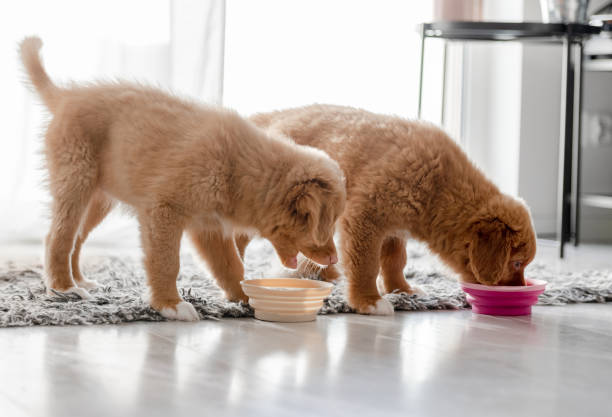 istock Two Toller Puppies Drink From Bowls At Home 2055128551