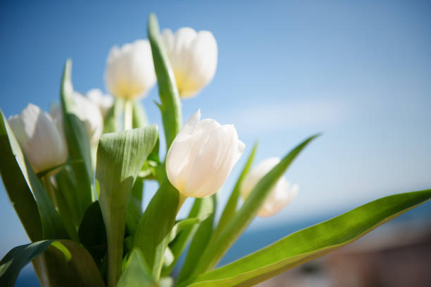 A Bouquet of White Tulips at front of blue sky. Close up.