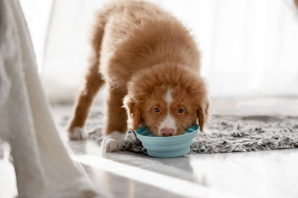 istock Toller Puppy Drinking From Bowls At Home 2055130110