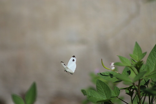 White butterflies in the yard garden
