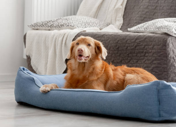 istock Toller Dog Lies In Blue Bed 2055141246