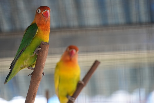 Many people like love birds because of the beauty of these birds. workers who have many colors and one of them is green and yellow. workers who have a name as a symbol of affection