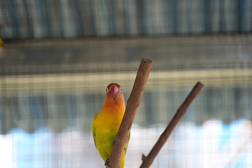 a Macaw rests on a tree branch in the Los Llanos region of Colombia