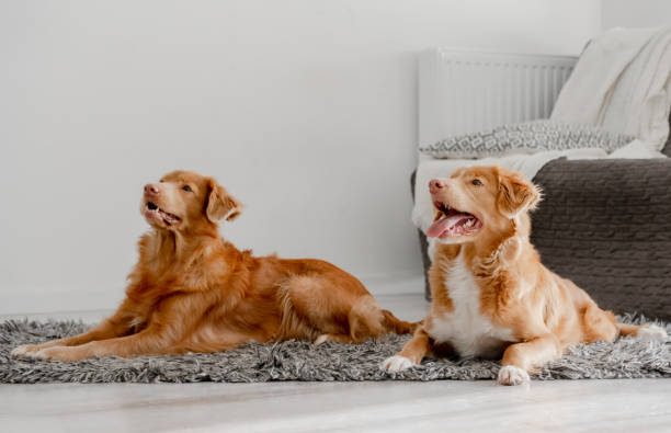 istock Two Dogs On Room Floor 2055155921