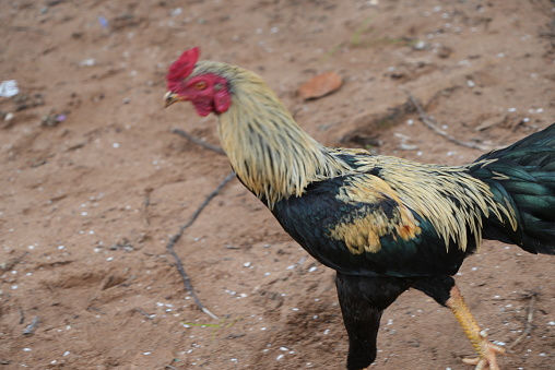 Very healthy and strong rooster. Beautiful chicken feathers and ideal body posture. Roosters are animals that many people are interested in eating for their meat