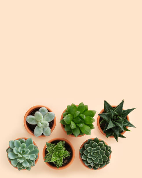 istock Vertical banner with succulent home plants in brown clay pots on light backdrop 2055159609