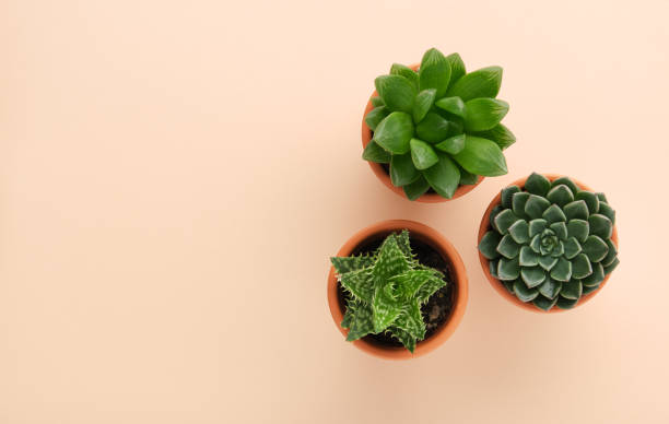 istock Horizontal banner with succulent home plants in brown clay pots on light backdrop 2055160132