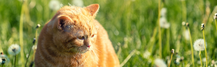 Close-up profile shot of a cat