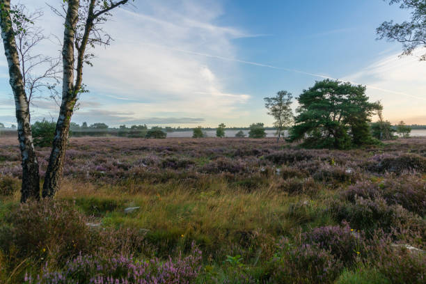 istock View over heatherfields with birch trees on an early summer morning, Veluwe, the Netherlands 2055162754