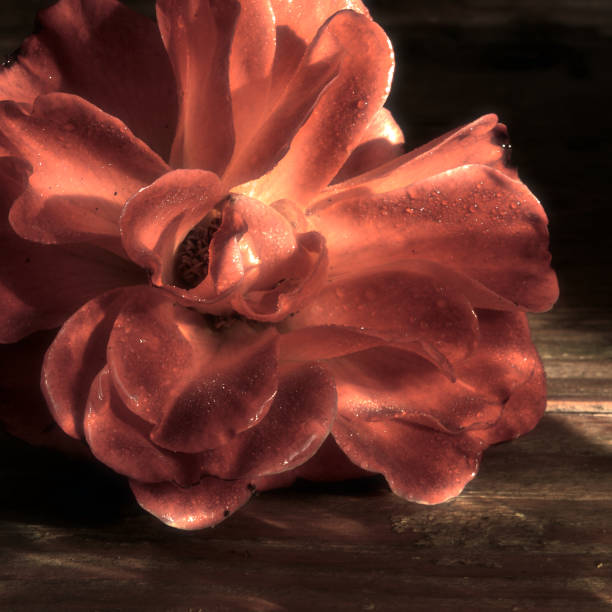 Still life photography - century ago style