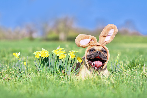 Funny Easter French Bulldog dog with rabbit costume ears and open mouth next to yellow daffodil spring flowers