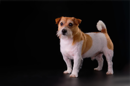 Jack Russell Terrier breed dog front and side view on a black background